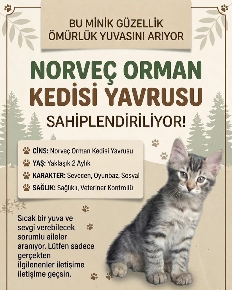 Cins Norveç Orman Kedisi Yavrusu (ücretsiz sahiplendirme)