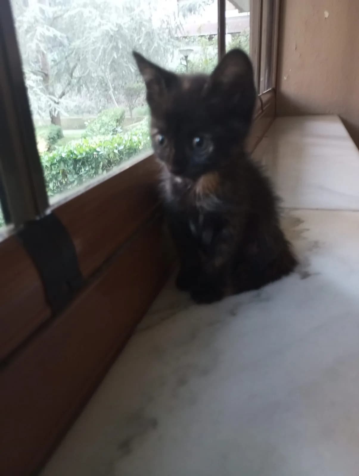 2 Aylık Oyuncu ve Sevgi Dolu Dişi Tekir Yuva Arıyor