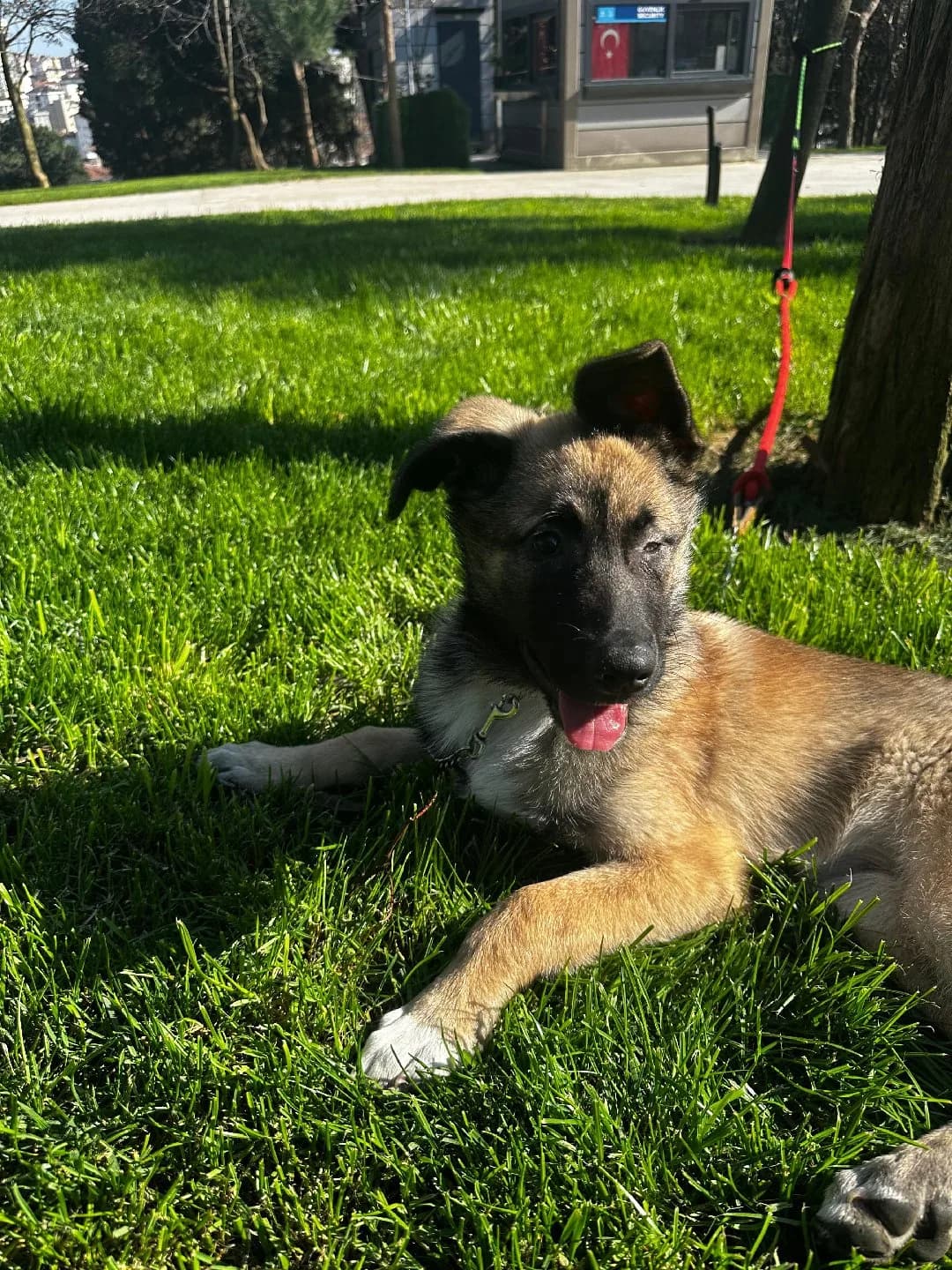 Görme Engelli Malinois Kırması Kızımız
