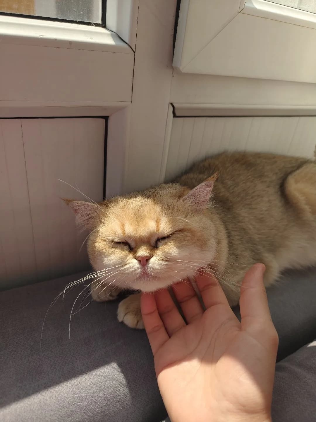 brithish kedi