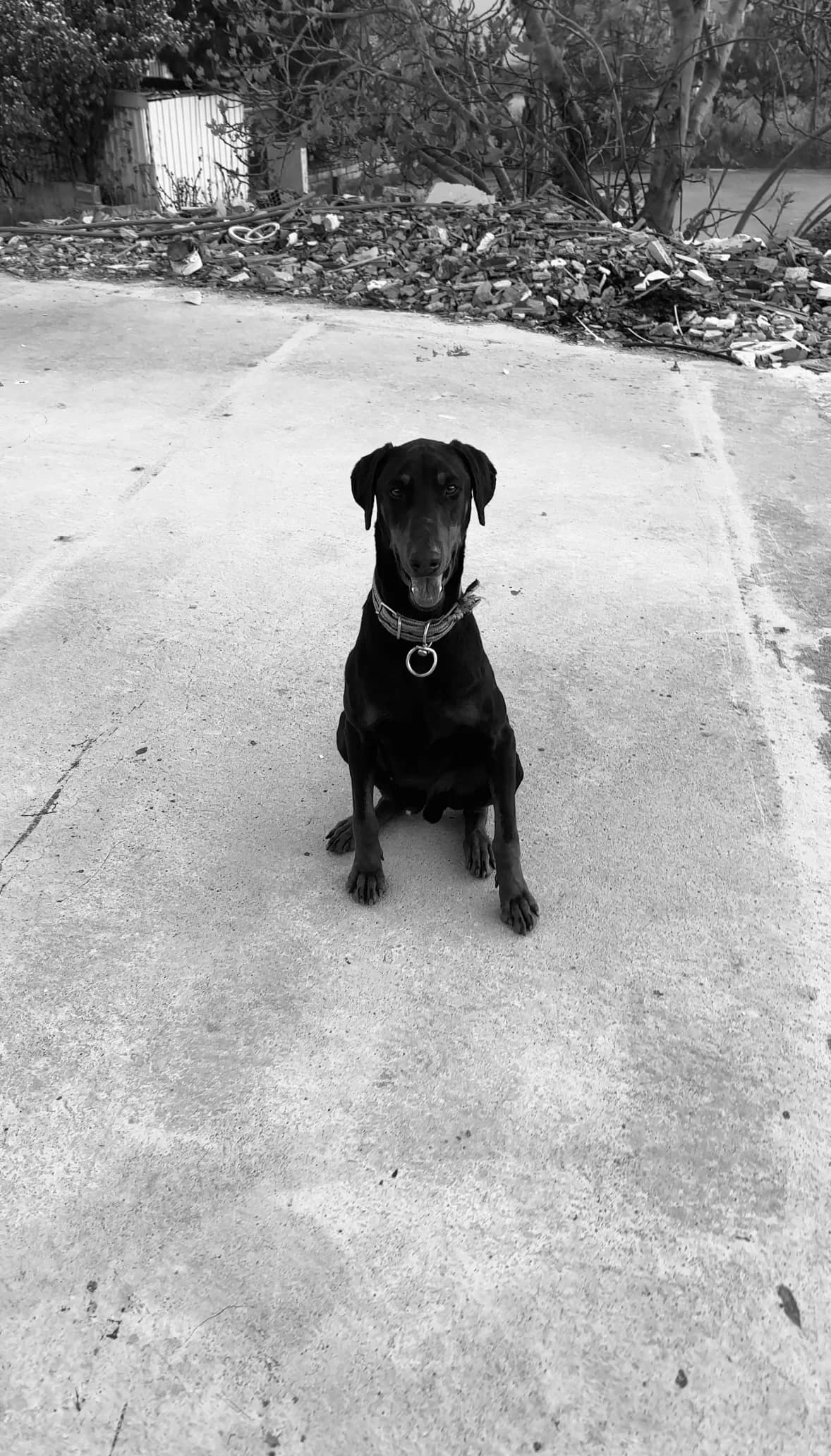 1 Yaşında Erkek Doberman Yer istanbul