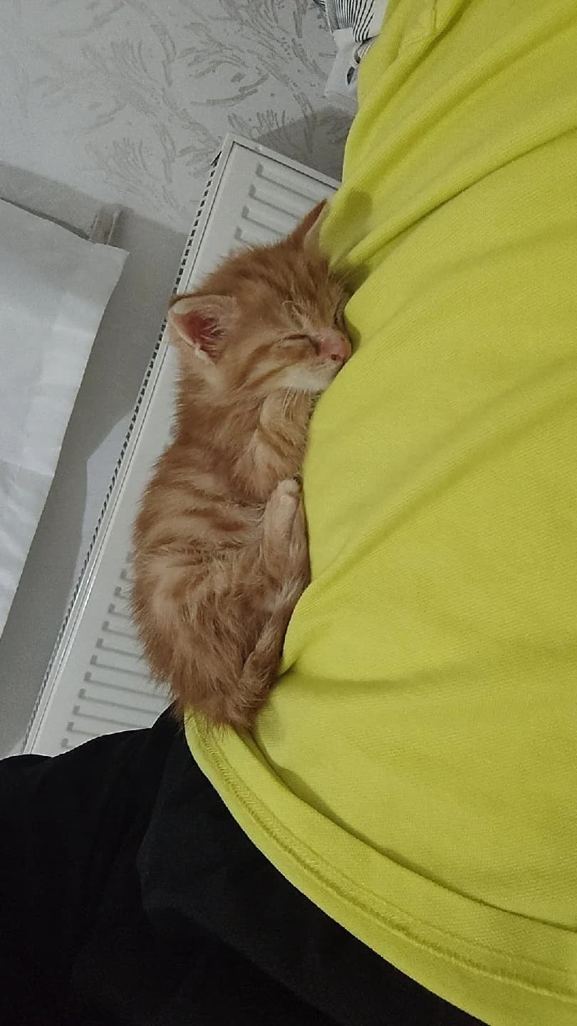 yavru kedi 4 haftalık