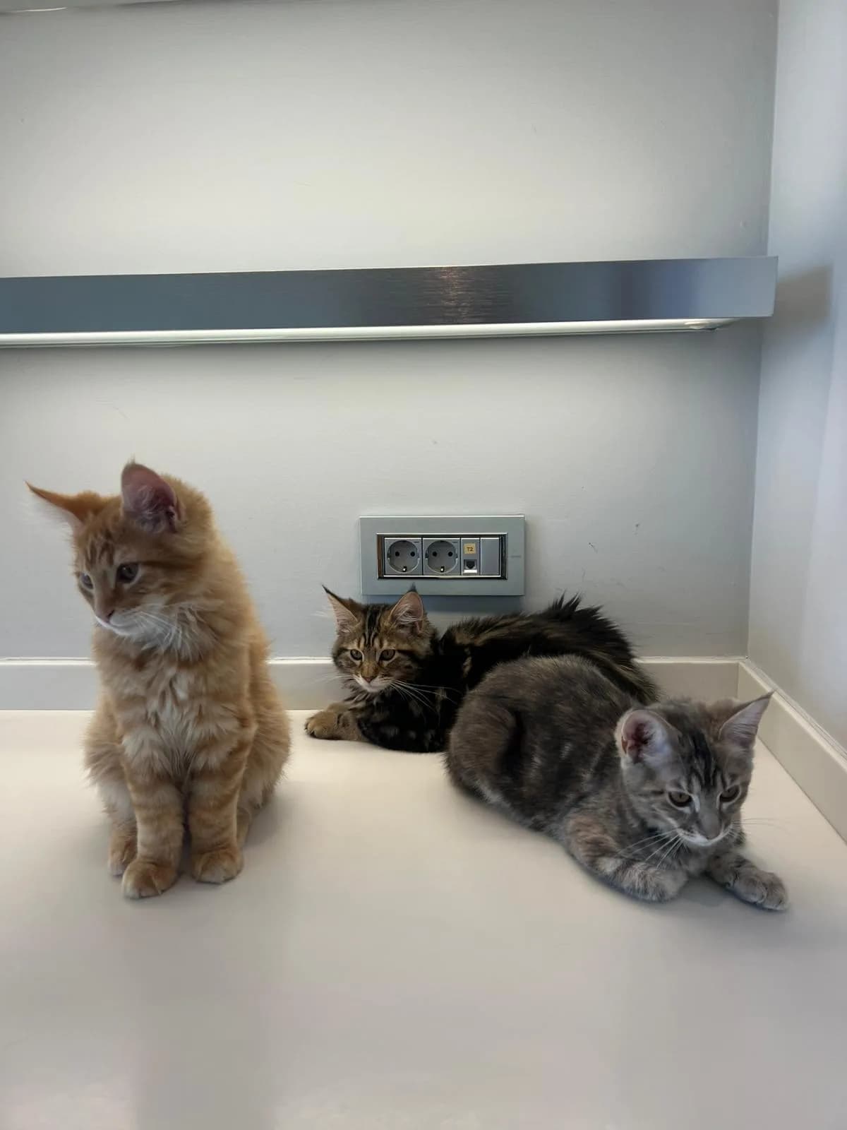 Maine Coon ve Bengal Melezi 3 Yavru Yuva Arıyor | 3 Aylık