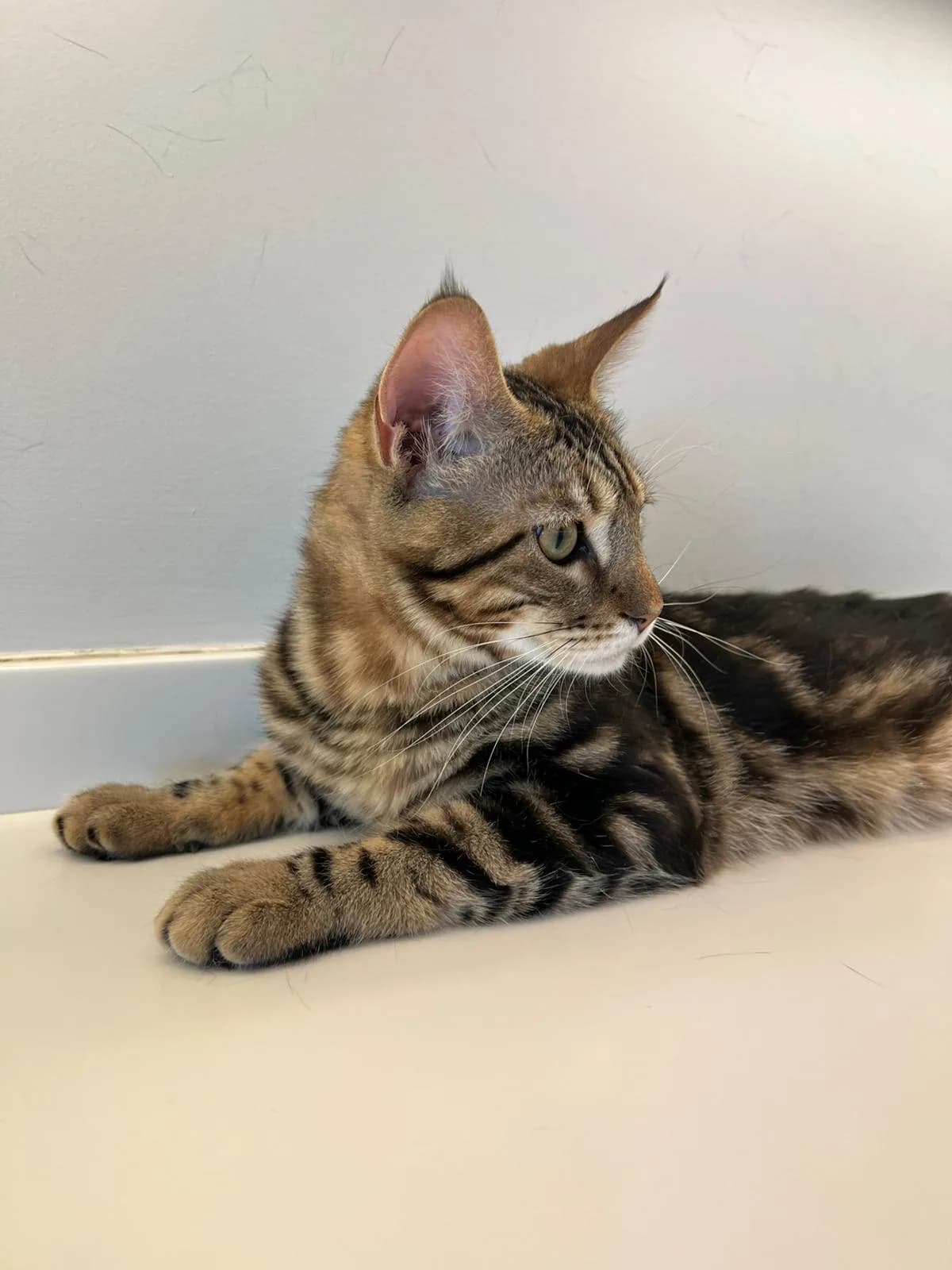 Maine Coon ve Bengal Melezi Genç Kedi Yuva Arıyor | 9 Aylık