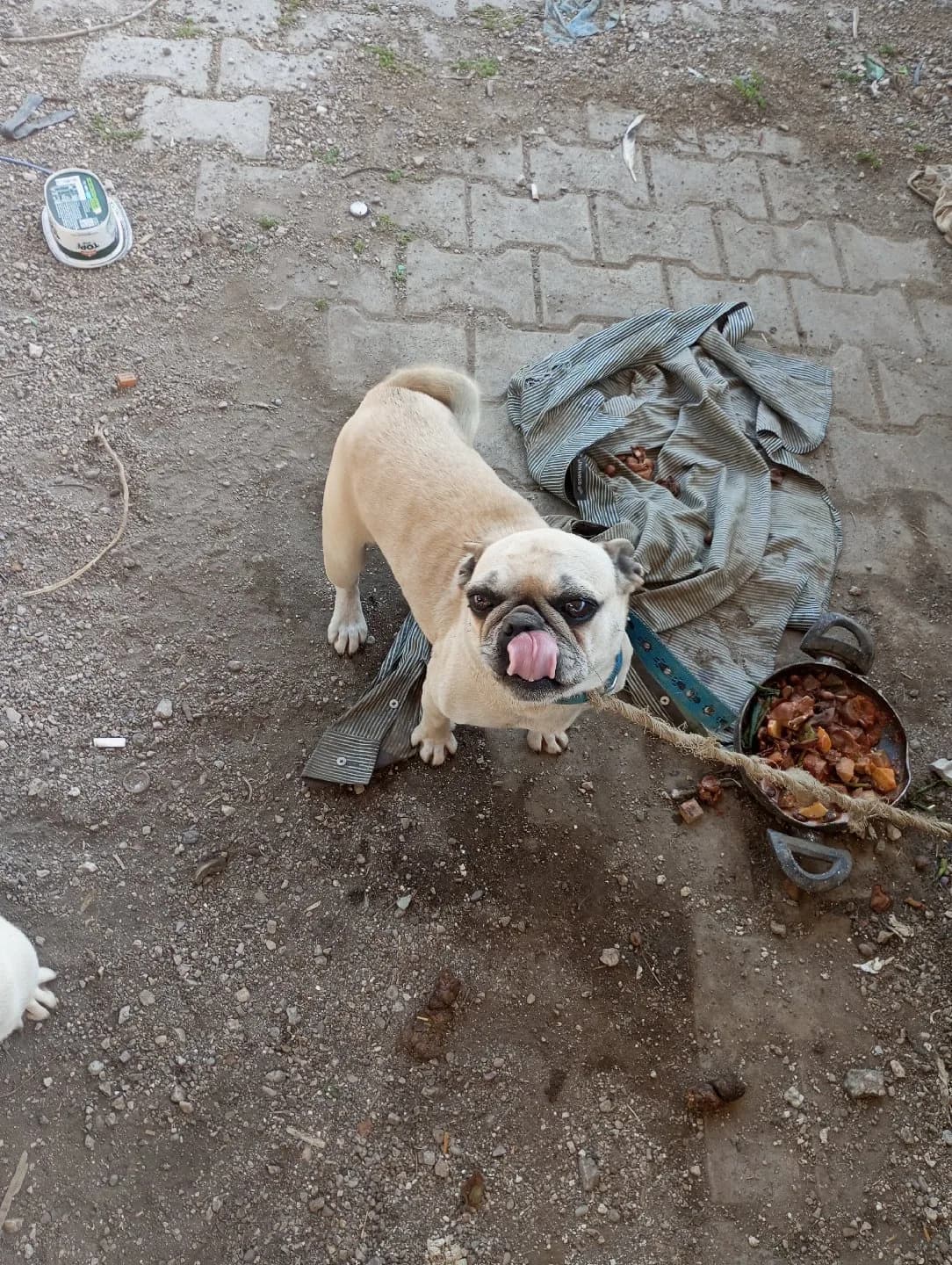 Fransız Bulldog