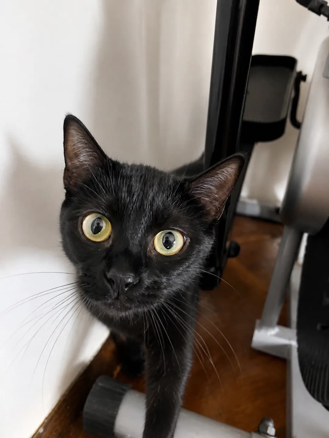 Kedi Sahiplendirme