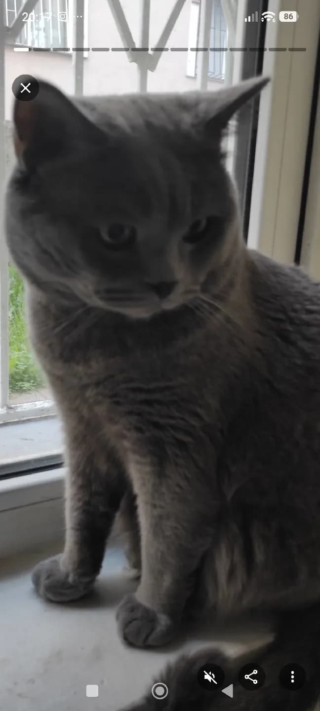 kedi sahiplendirme