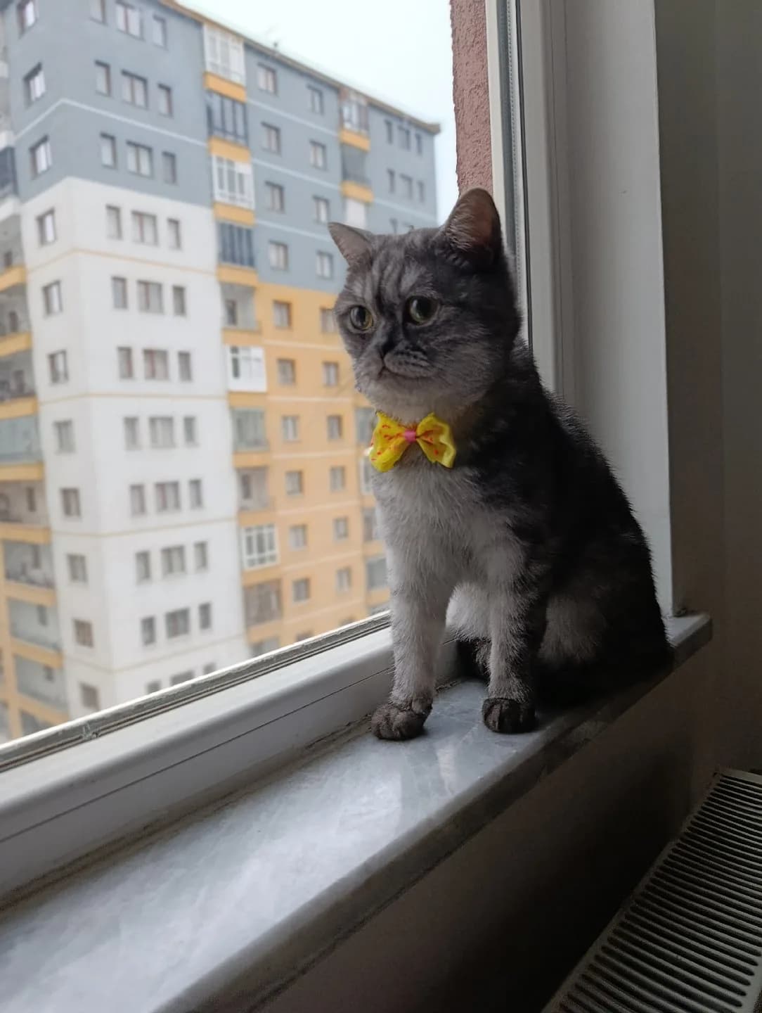 British kedi