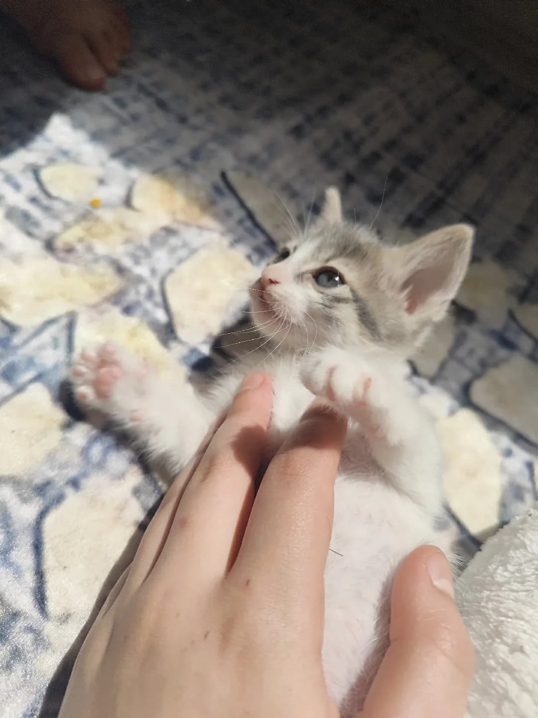 1,5 aylık smokin kedi acil yuva