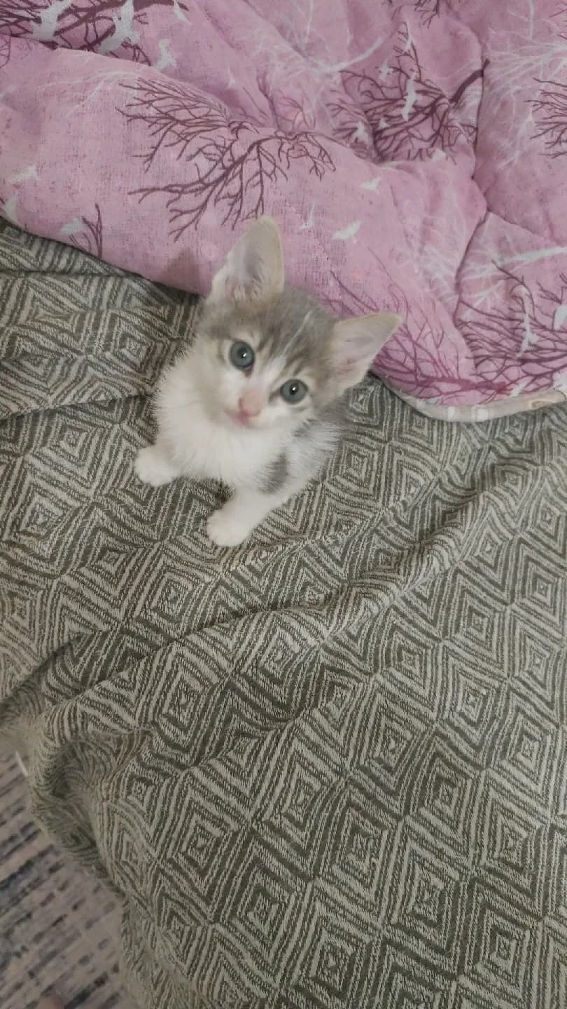 1,5 aylık smokin türü kedi acil yuva arıyorum