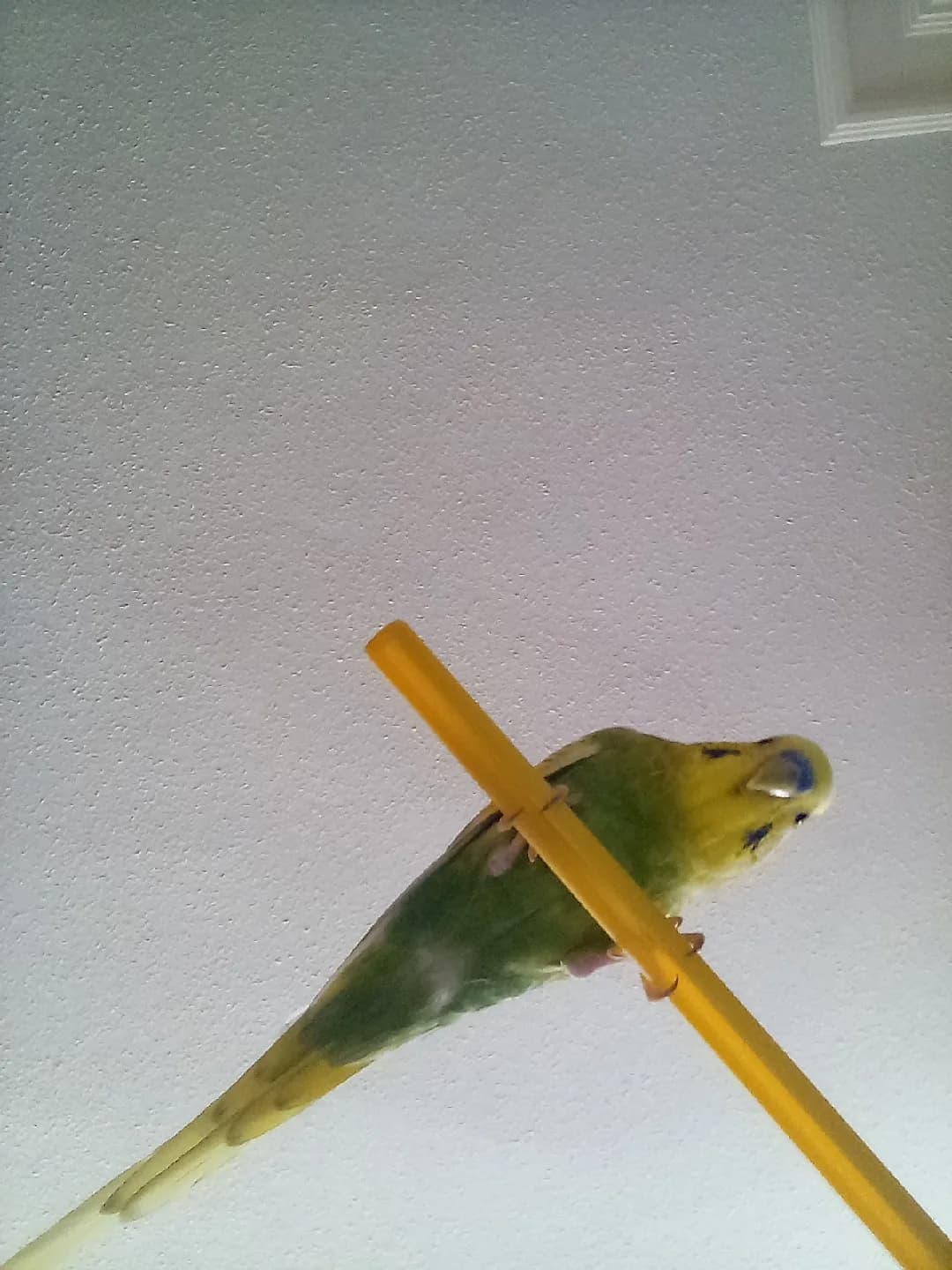 Kuş sahiplendirme