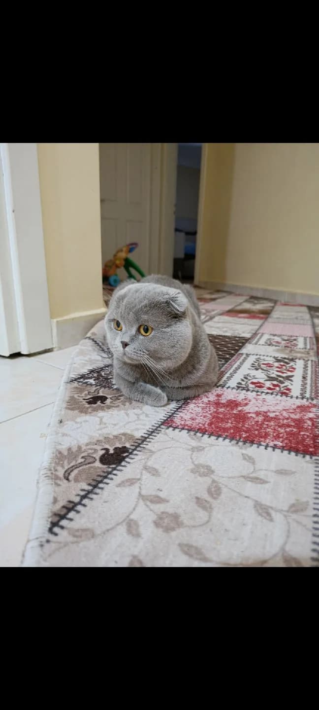 kedi sahiplendirme ücretsiz