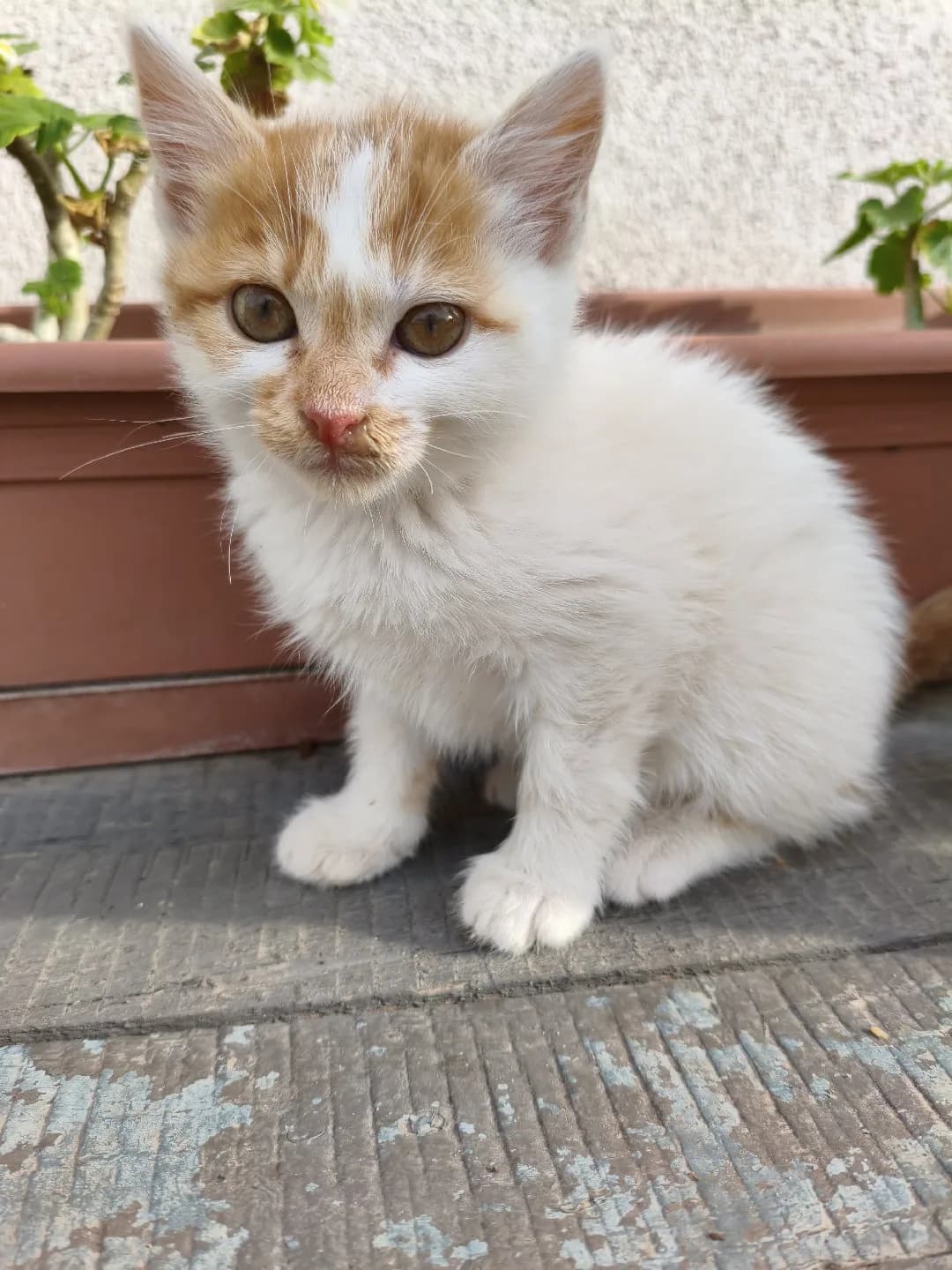 yavru kedi