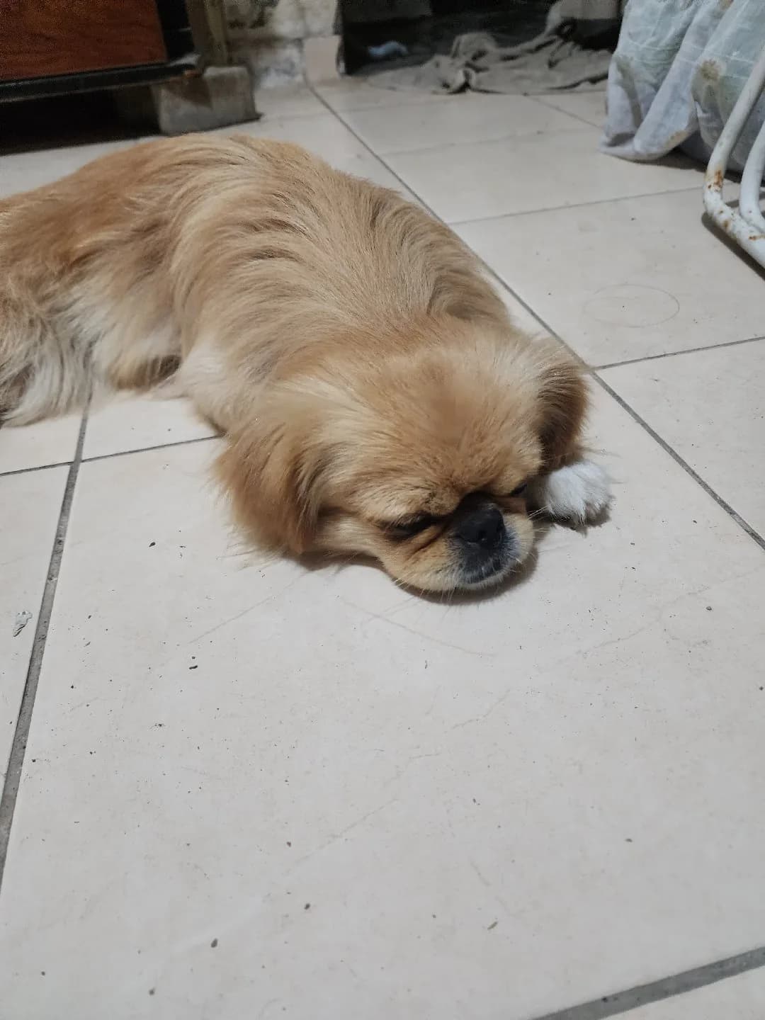 pekinez süs köpeği 1 yaşında