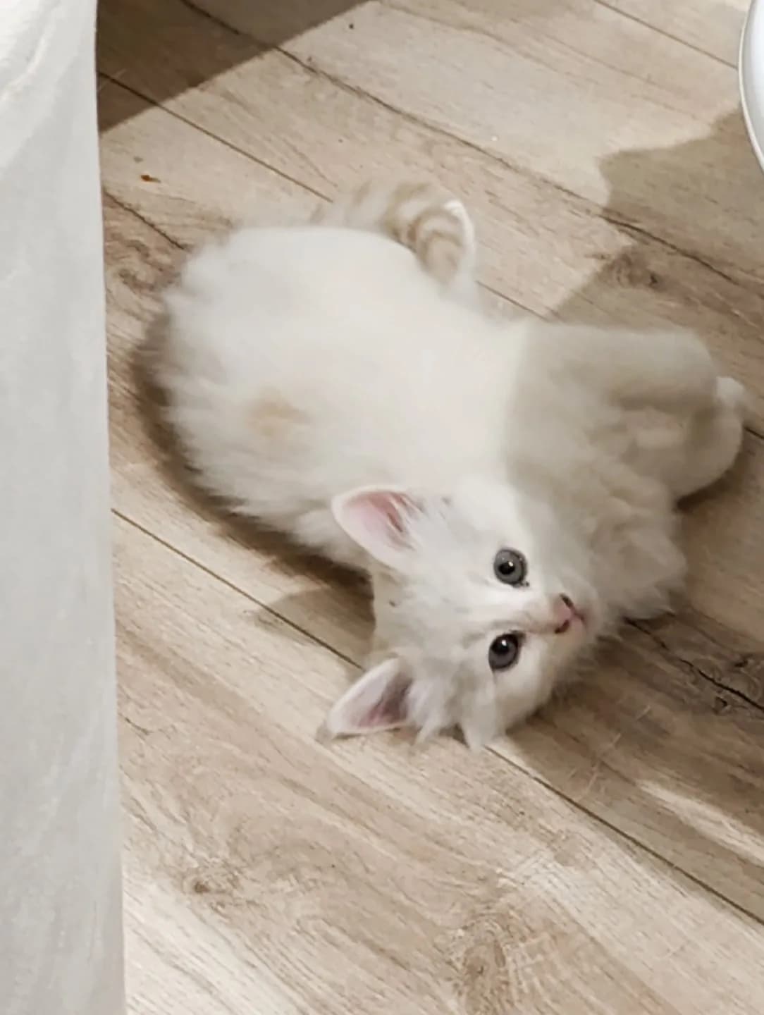 Yavru kedi