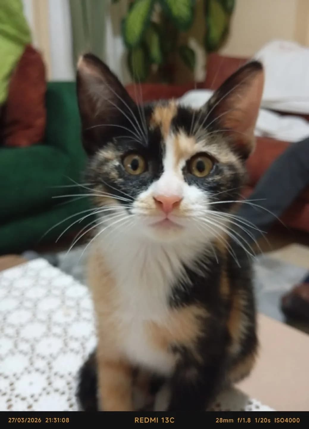 Tekir kedi