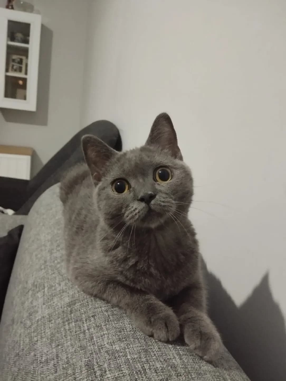 british shorthair
