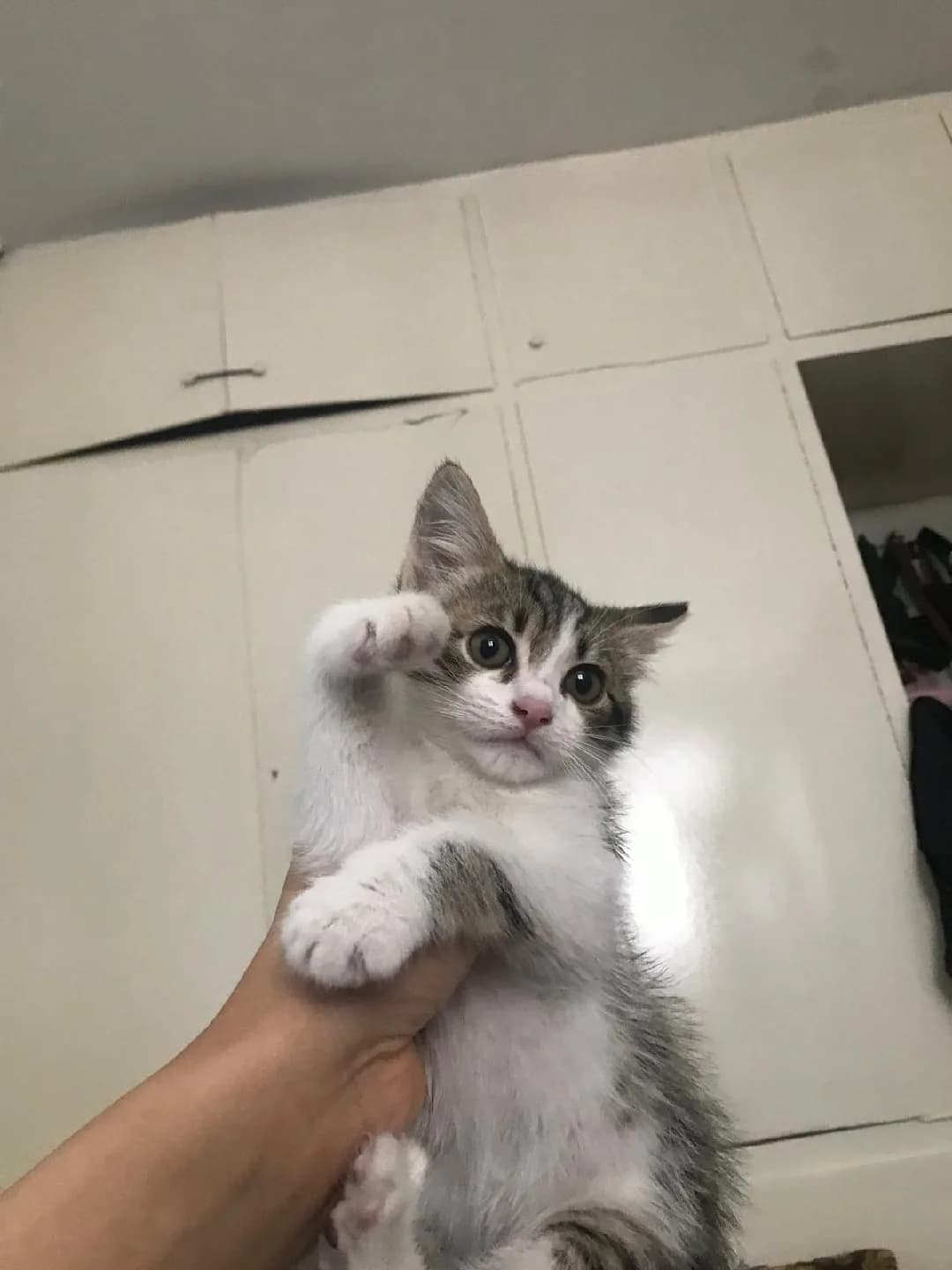 Mihriban yuvası arıyor