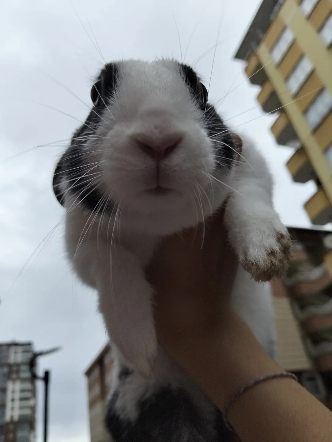 Behlül tavşan