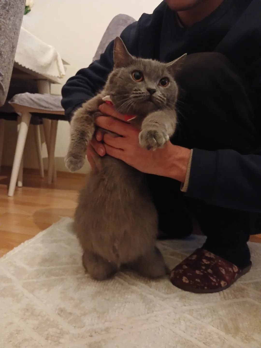 ÇOK ACİL 7 AYLIK BRITISH SHORTHAIR VE RİSKLİ HAMİLELİK SÜRECİ İSTANBUL