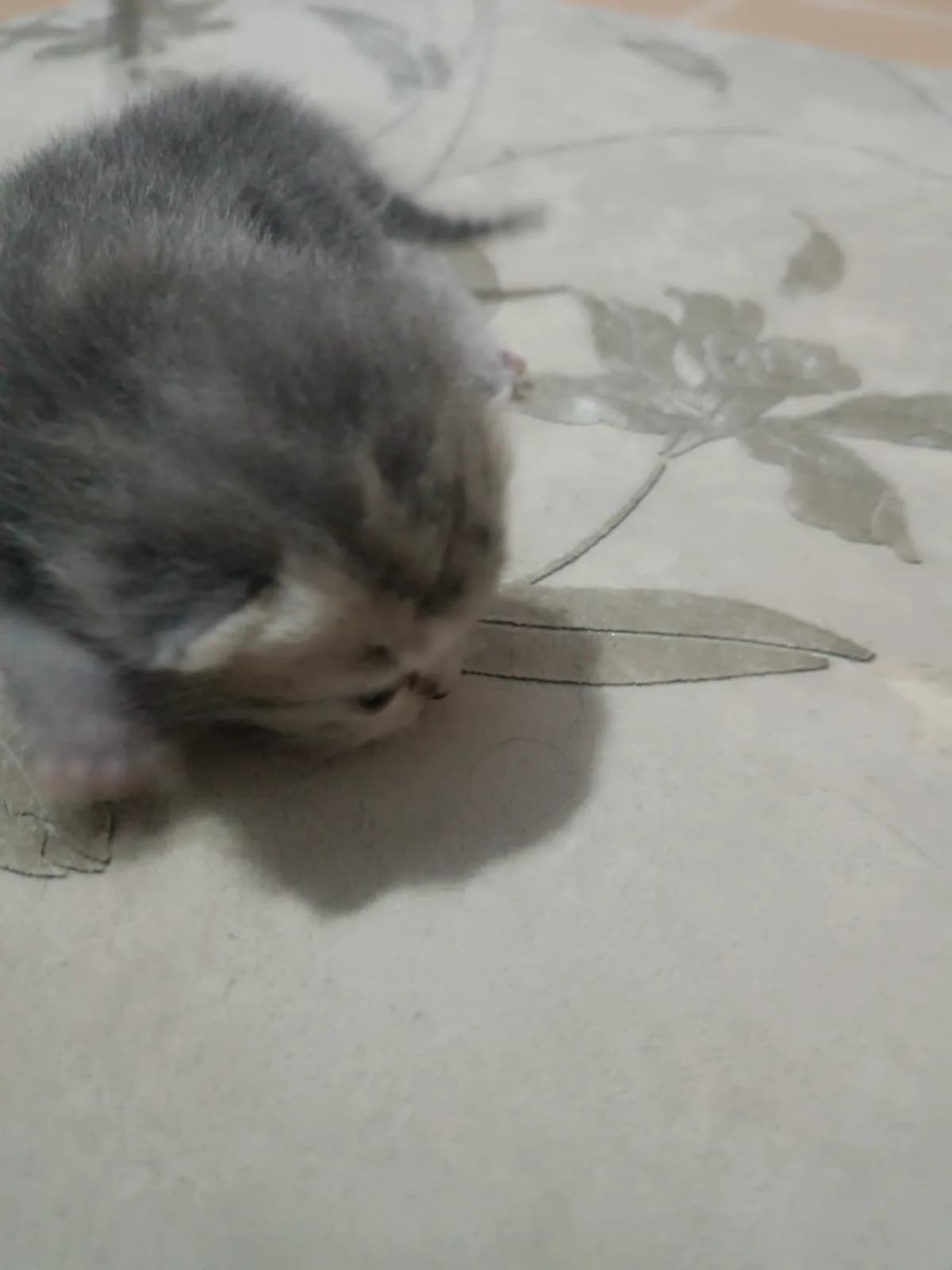 British Shorthair Yavrular