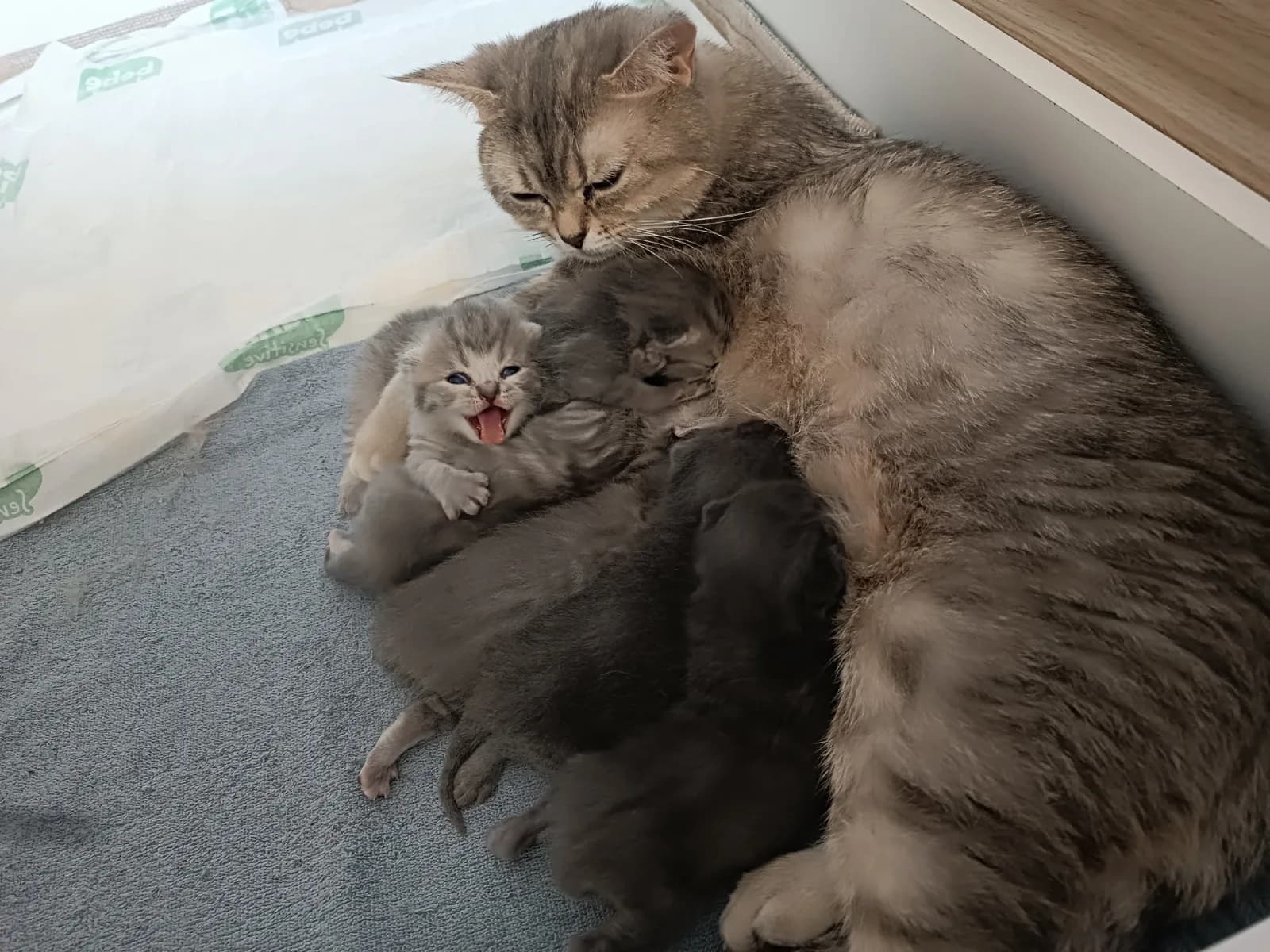 British Shorthair Yavrular