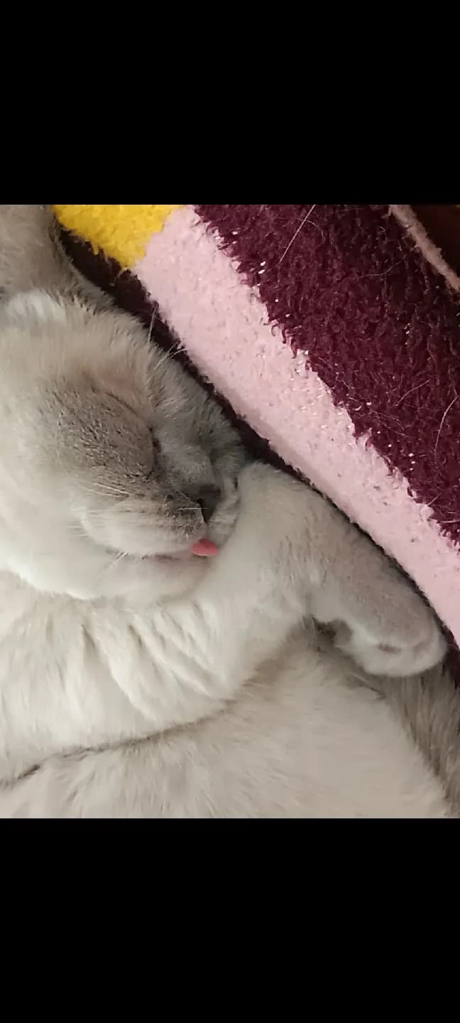 kısır dişi british shorthair