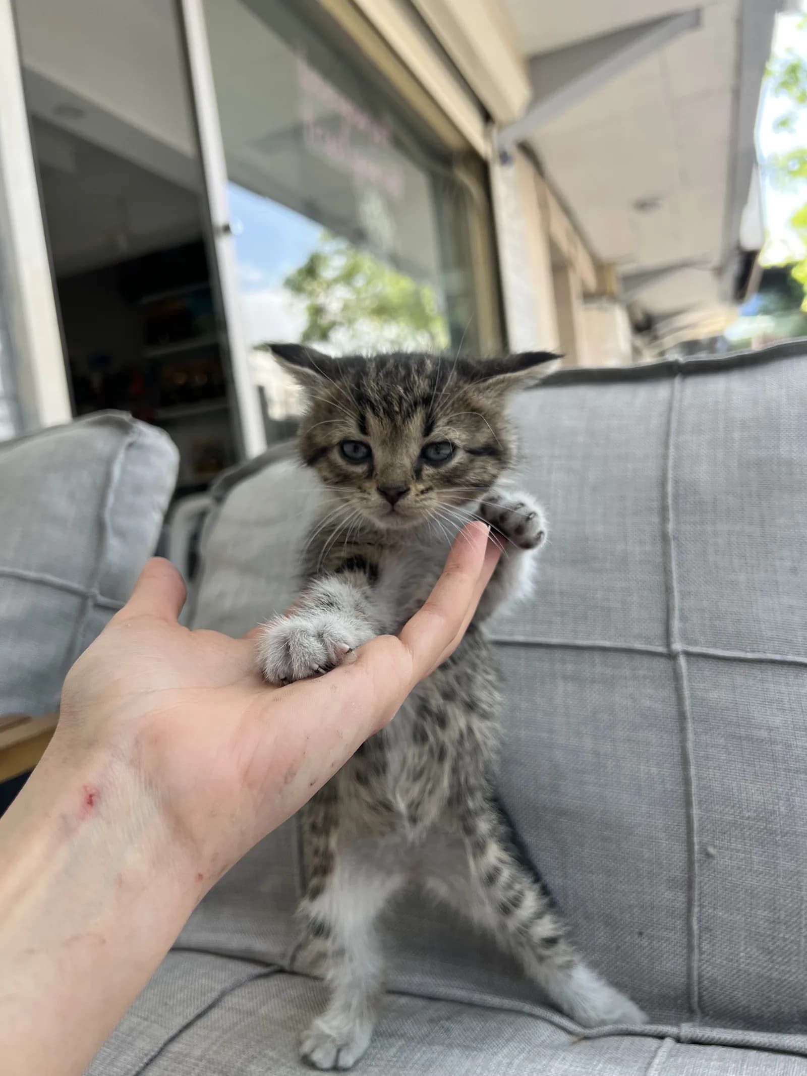 4 YAVRU KEDİMİZ YUVA ARIYOR