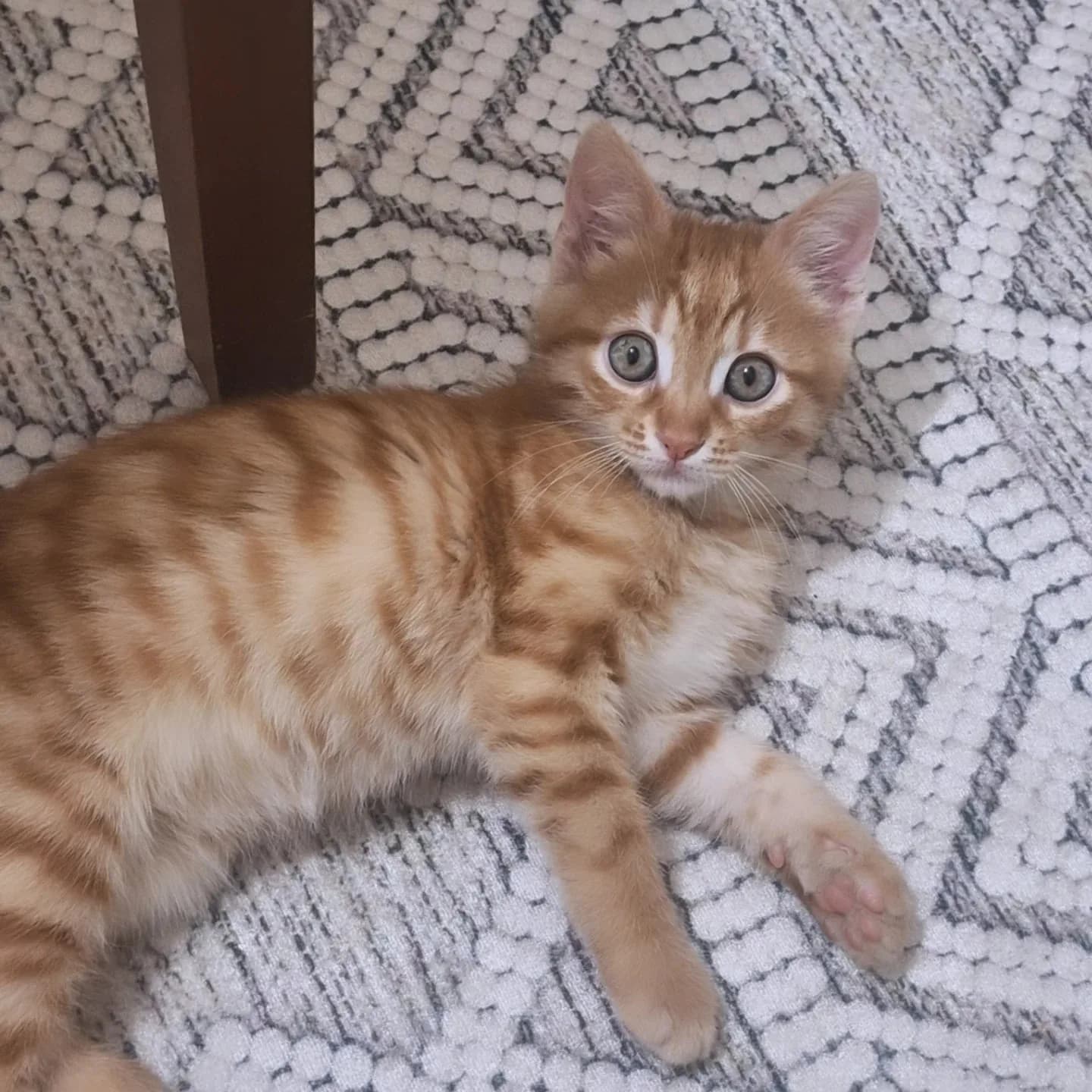 yavru kedi