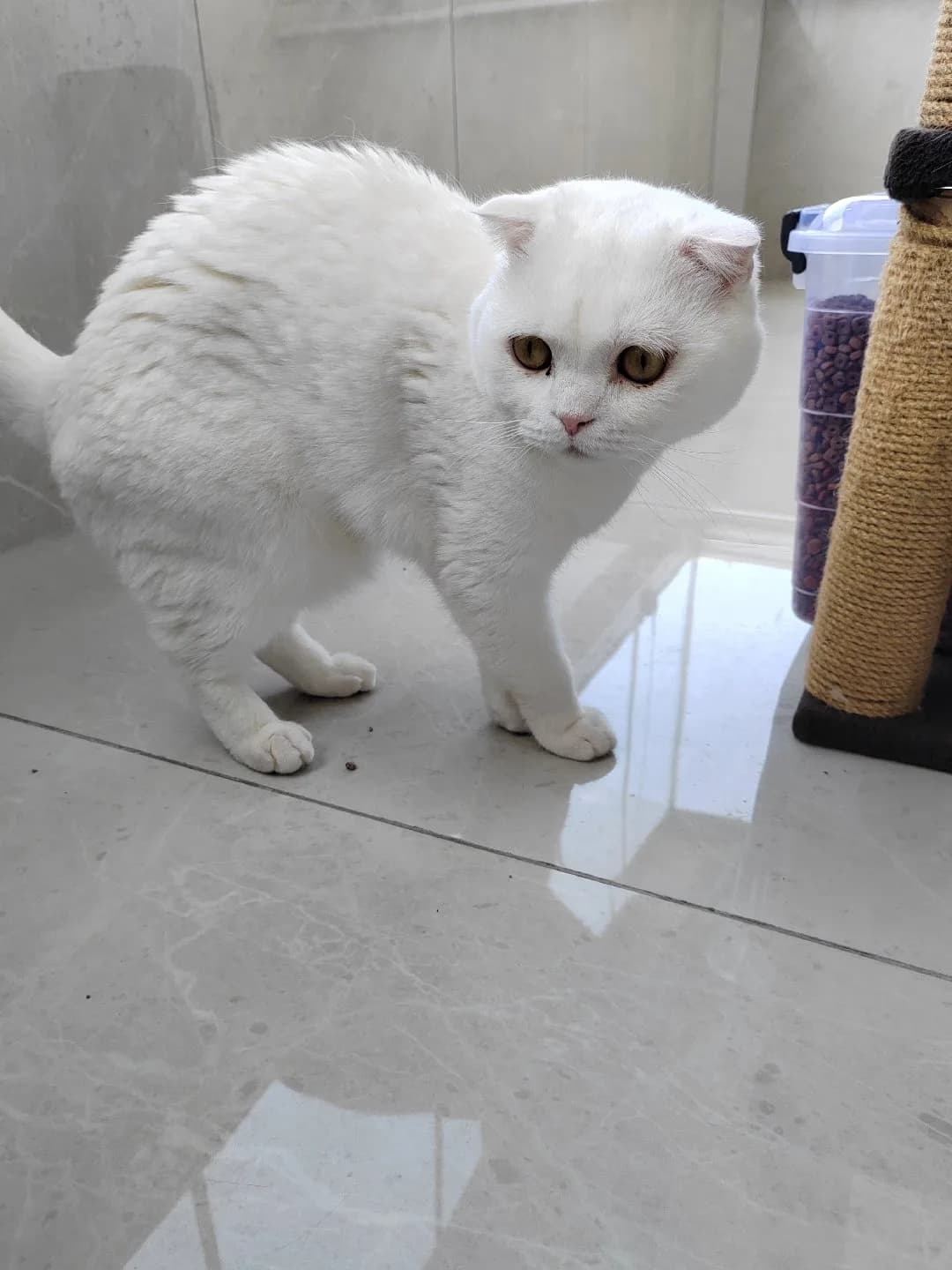 kedimi sahiplendirmek istiyorum