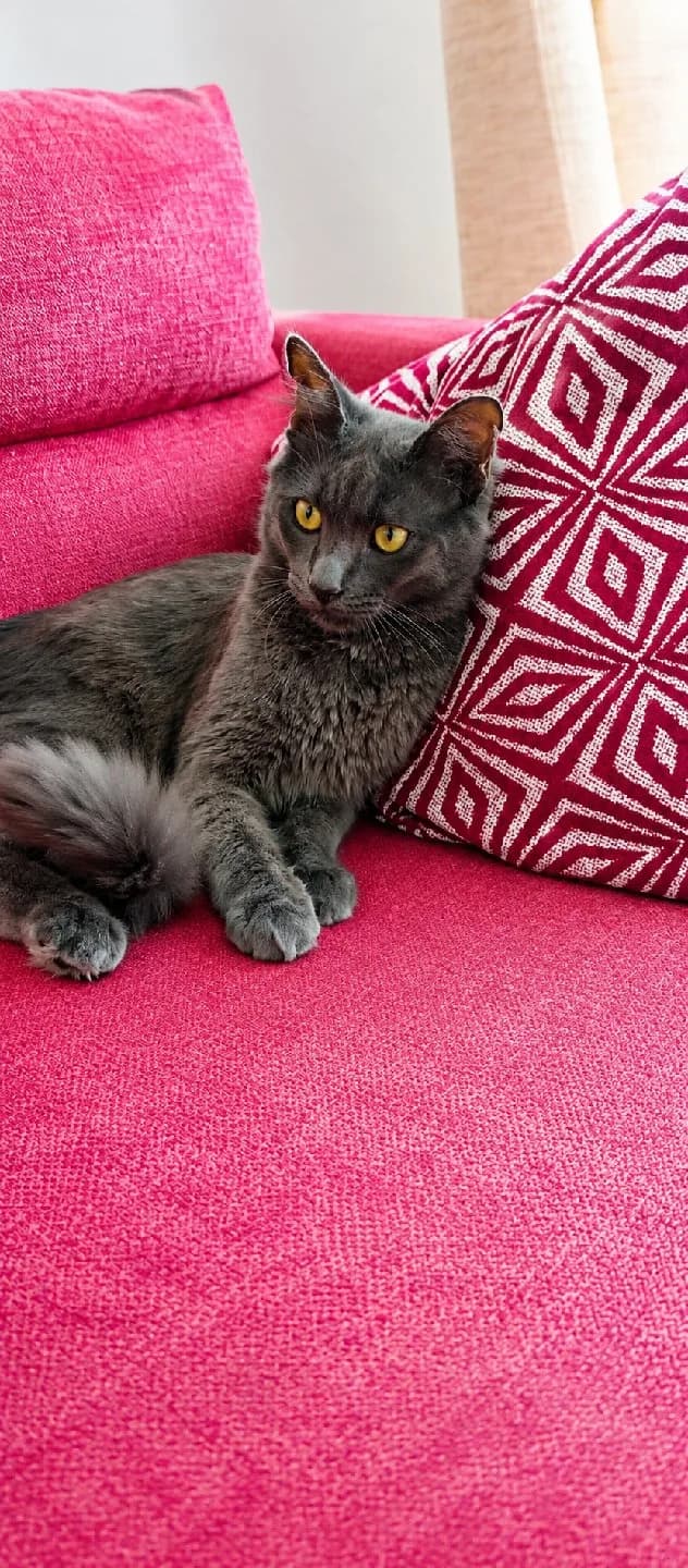 Ölüme terk edildi… Şimdi tek ihtiyacı sıcak bir yuva. 🥺💙