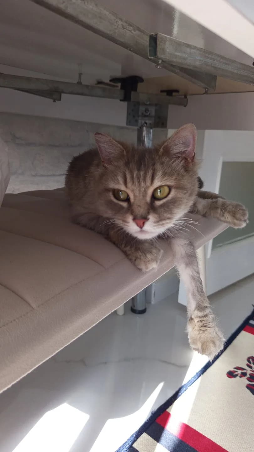 sokağa terk edilmiş minnos