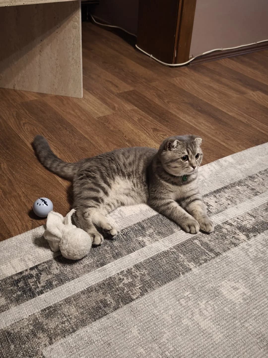 Scottish Fold Erkek