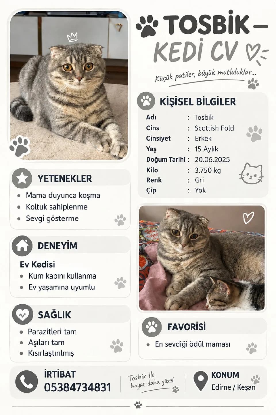 Scottish Fold Erkek