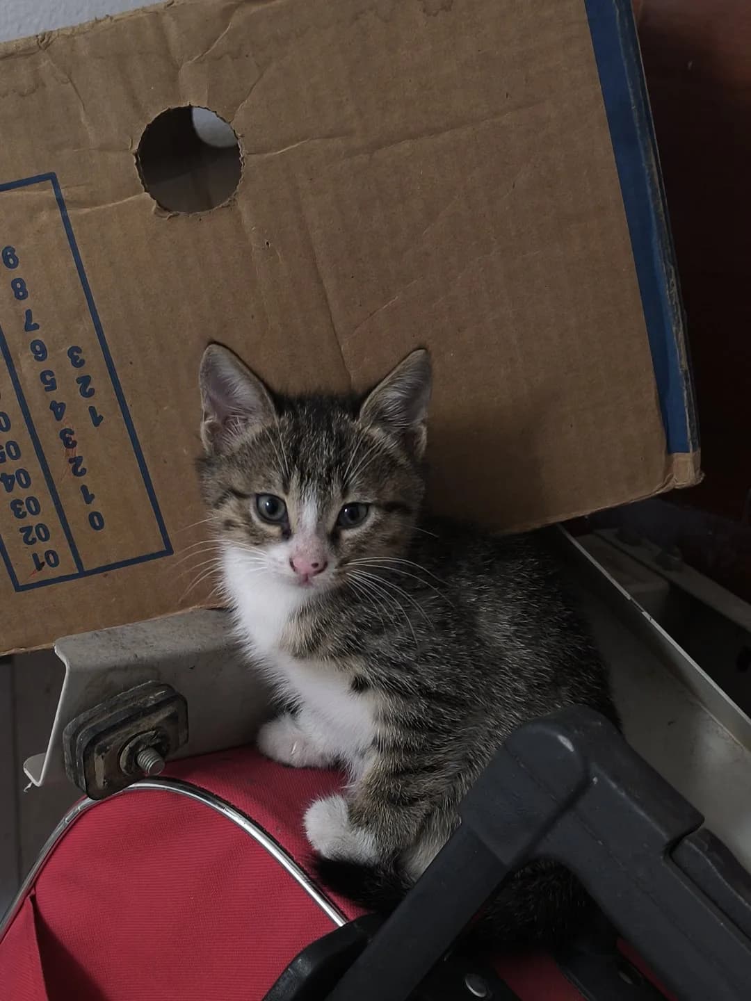 Yavru kedi sahiplendirme