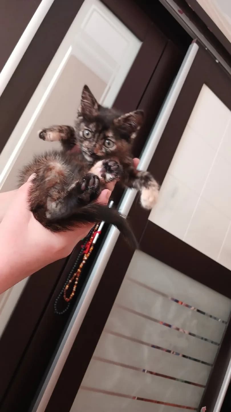 Ücretsiz sahiplendirme Yavru Kedi