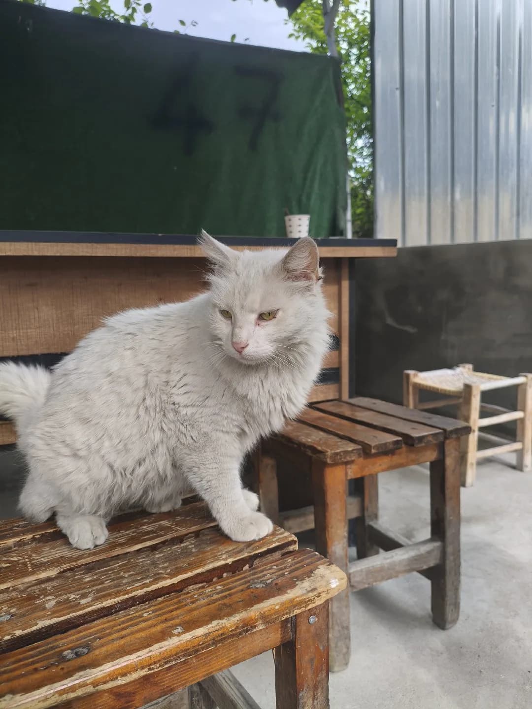 dışarı bırakılmış bir can