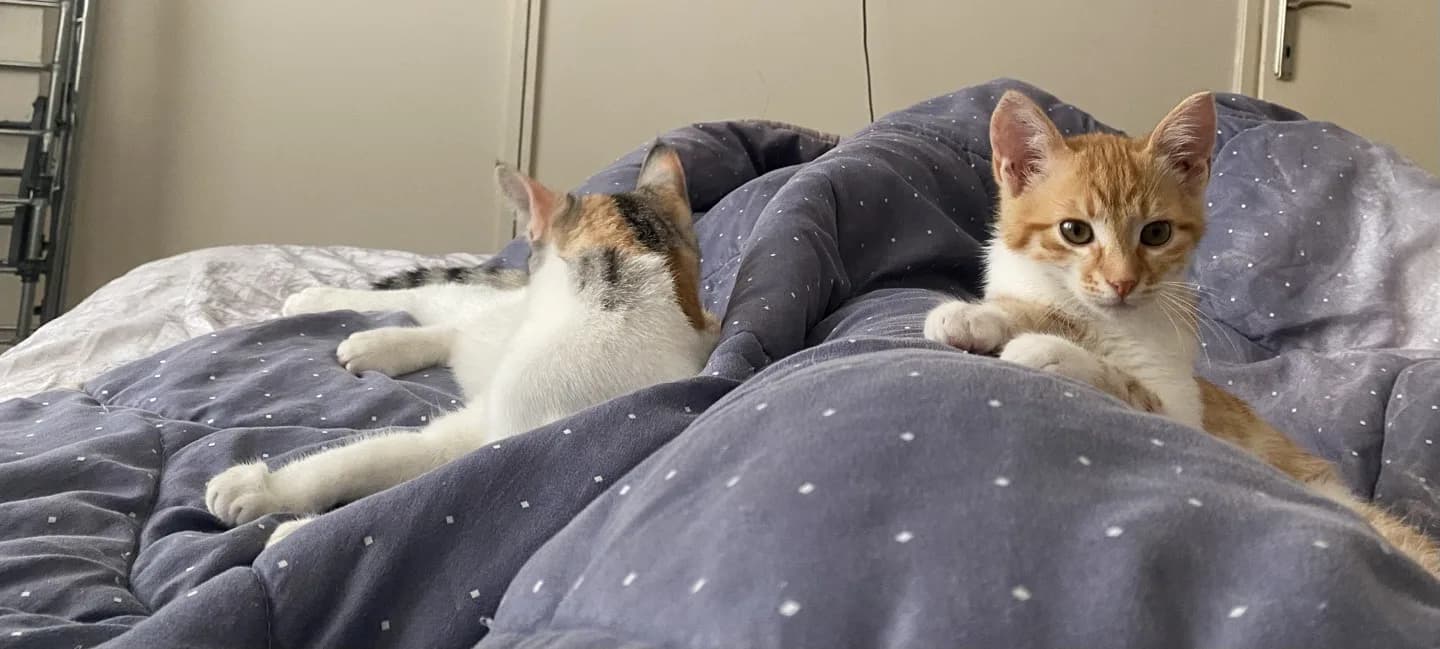 ücretsiz kedi sahiplendirme