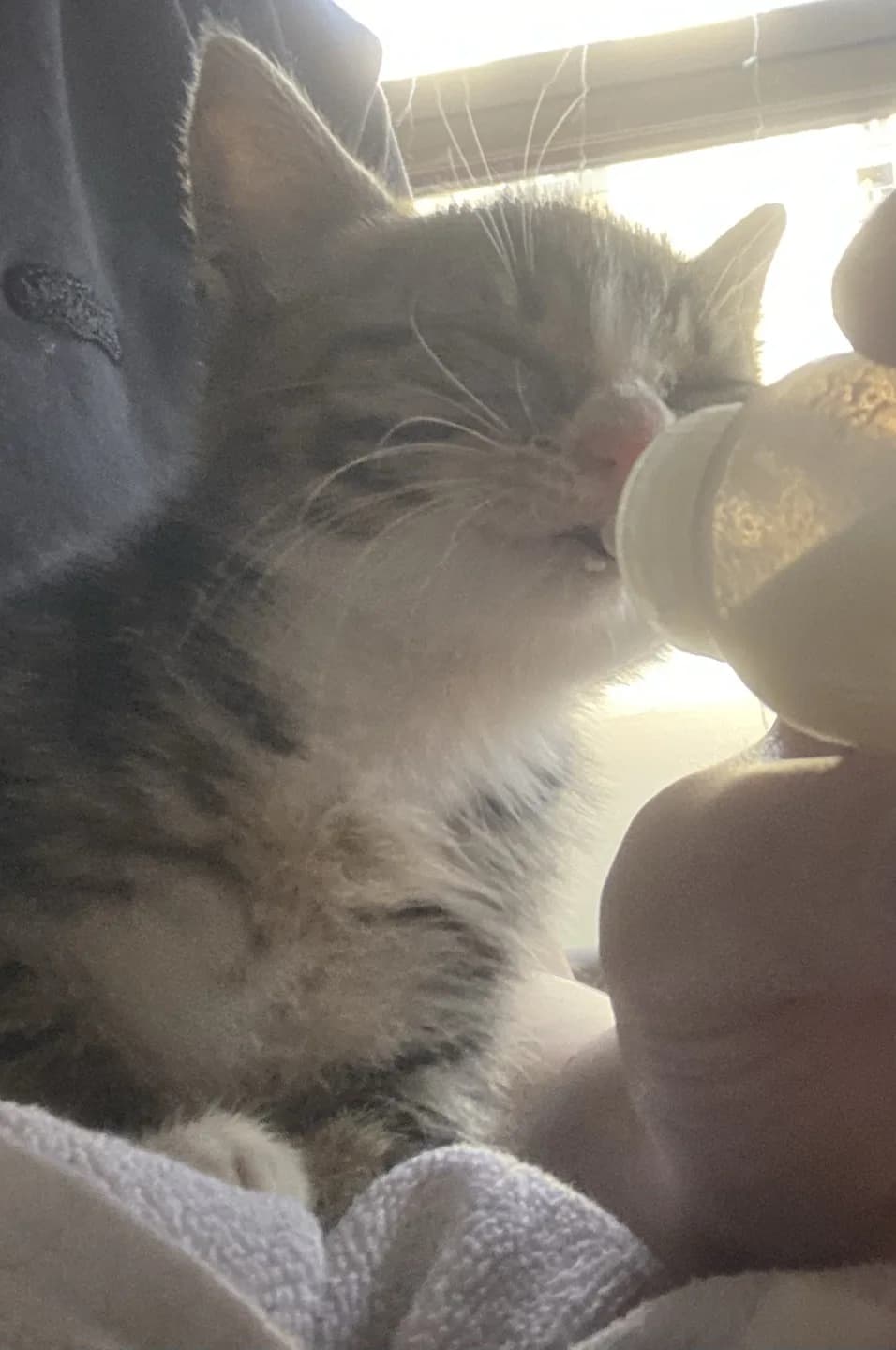 ücretsiz kedi sahiplendirme