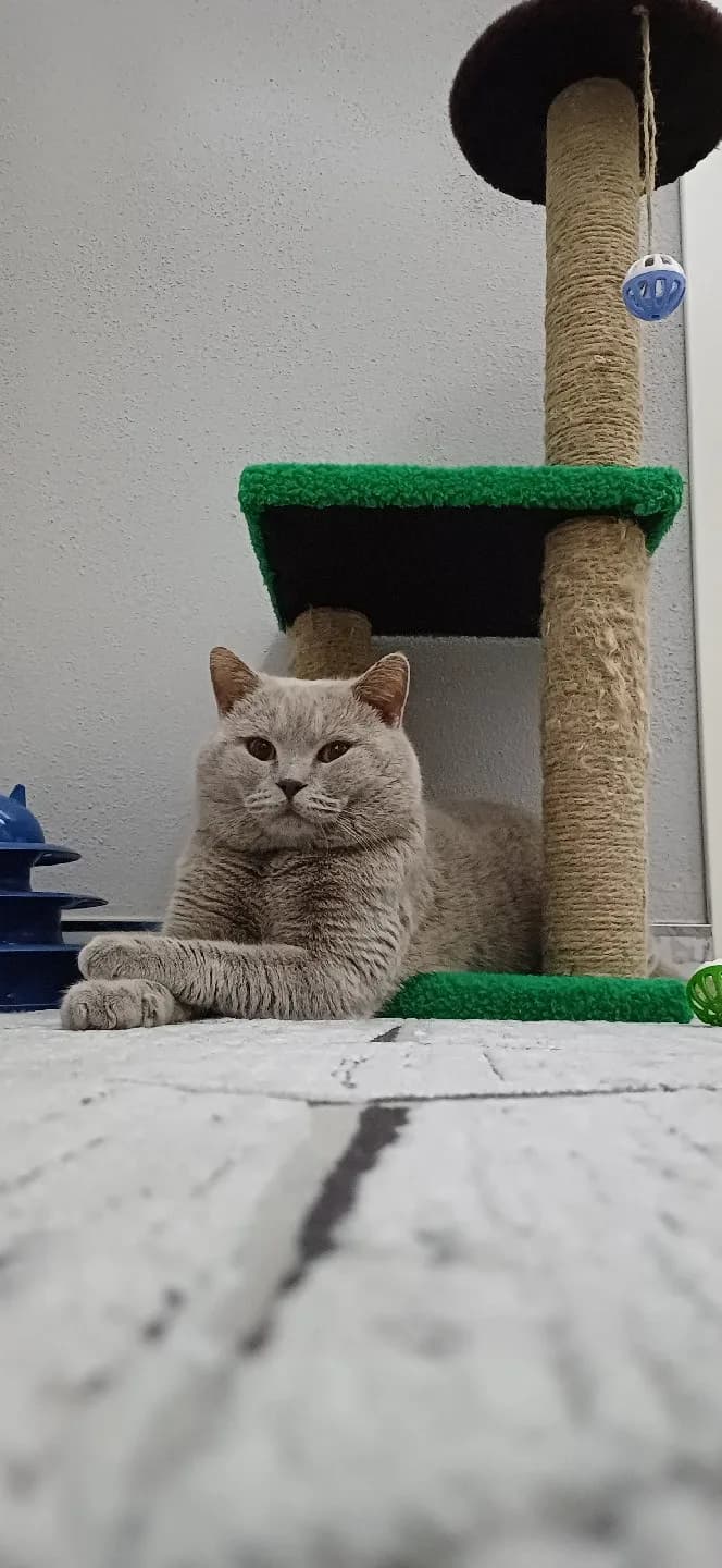 Alerjim oldugu için sahiplendirmek istiyorum.