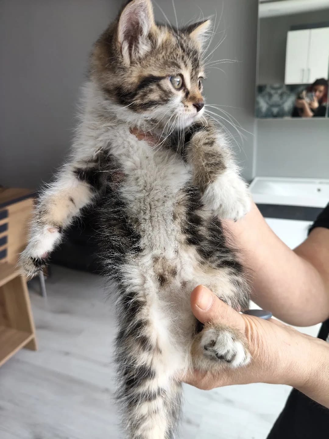 Acil Sahiplendirme Yavru Kedi