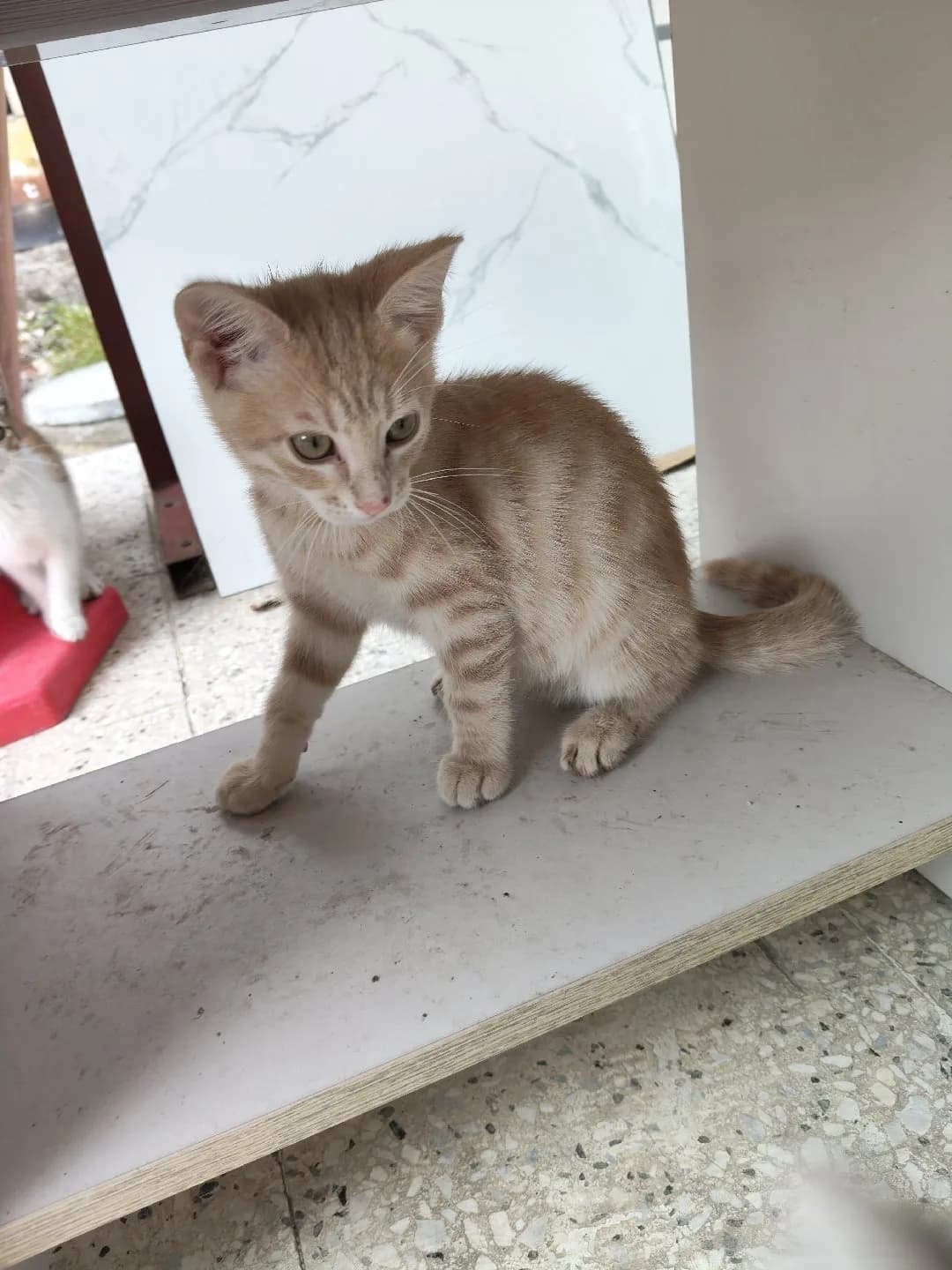 Yavru Kedi Sahiplendirme