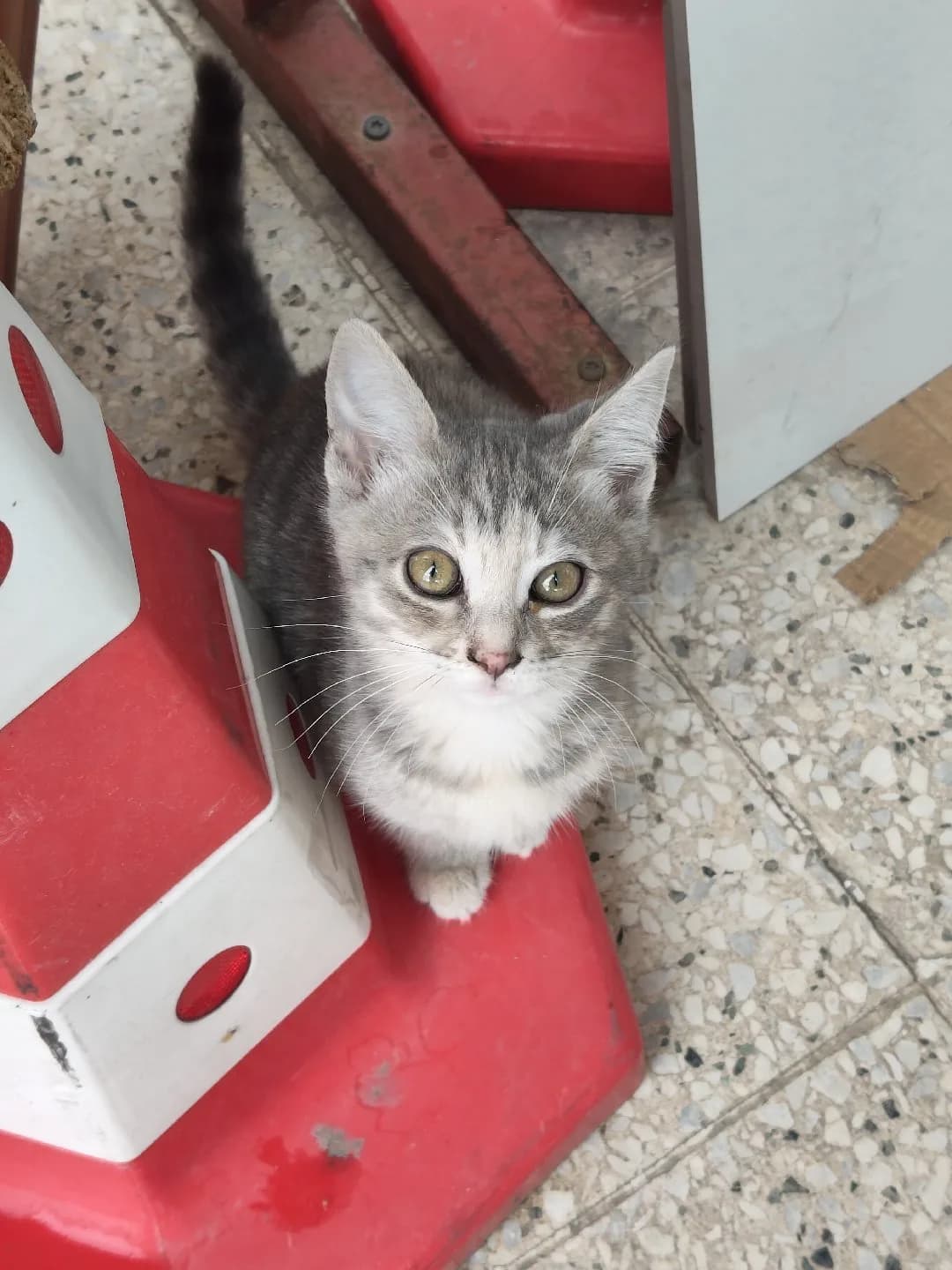 Yavru Kedi Sahiplendirme