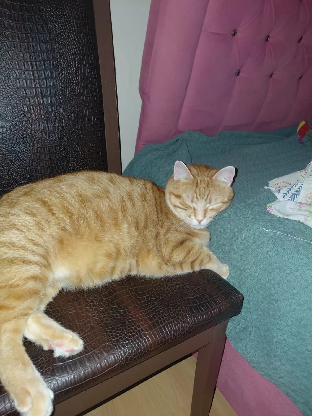 Erkek Kısır Kedi
