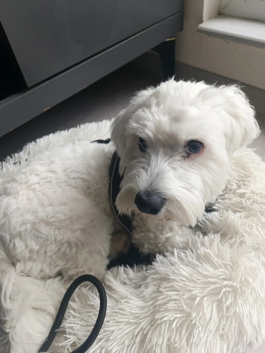 Terrier cinsi 9 aylık erkek