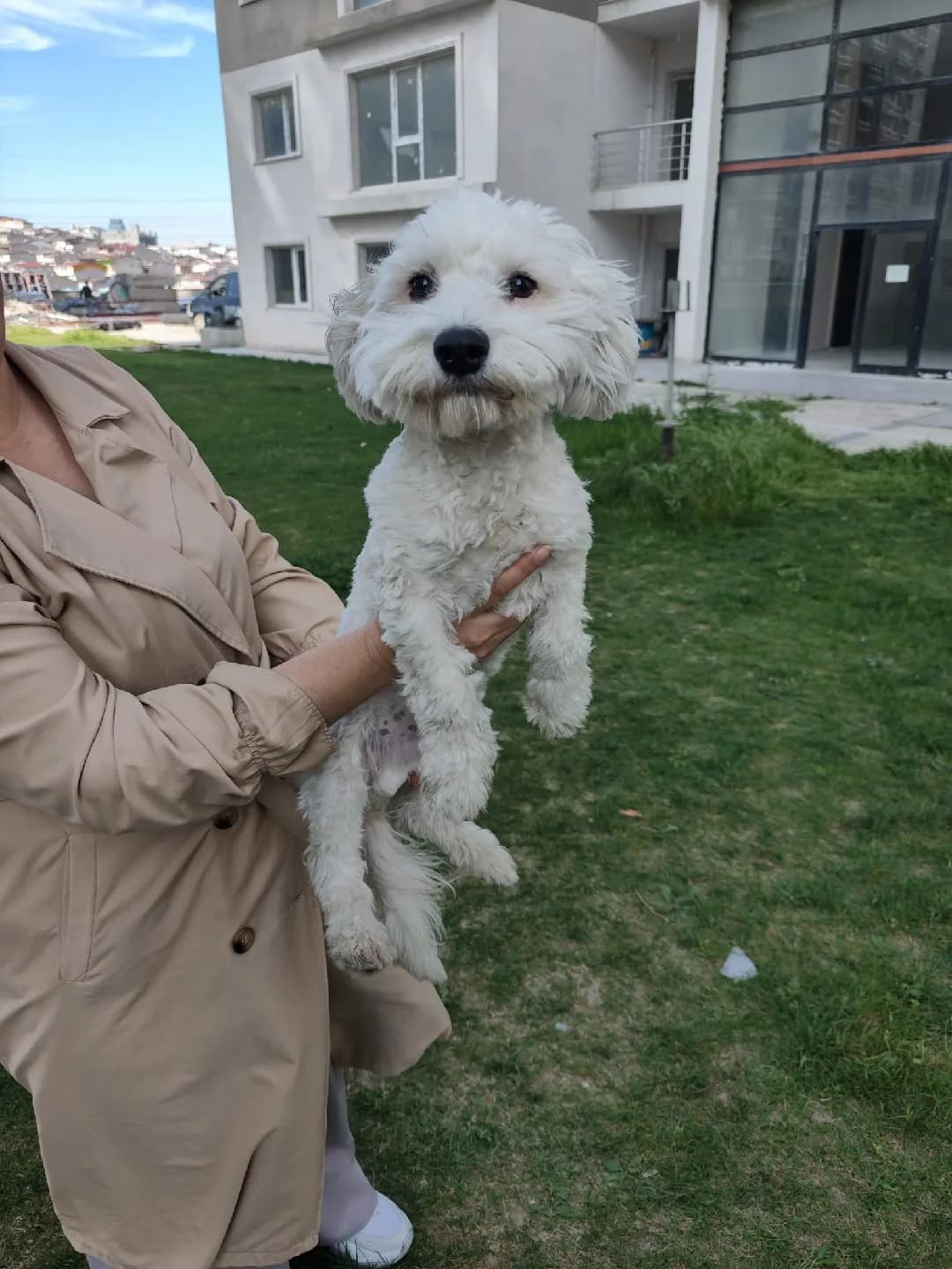 9 aylık Terrier