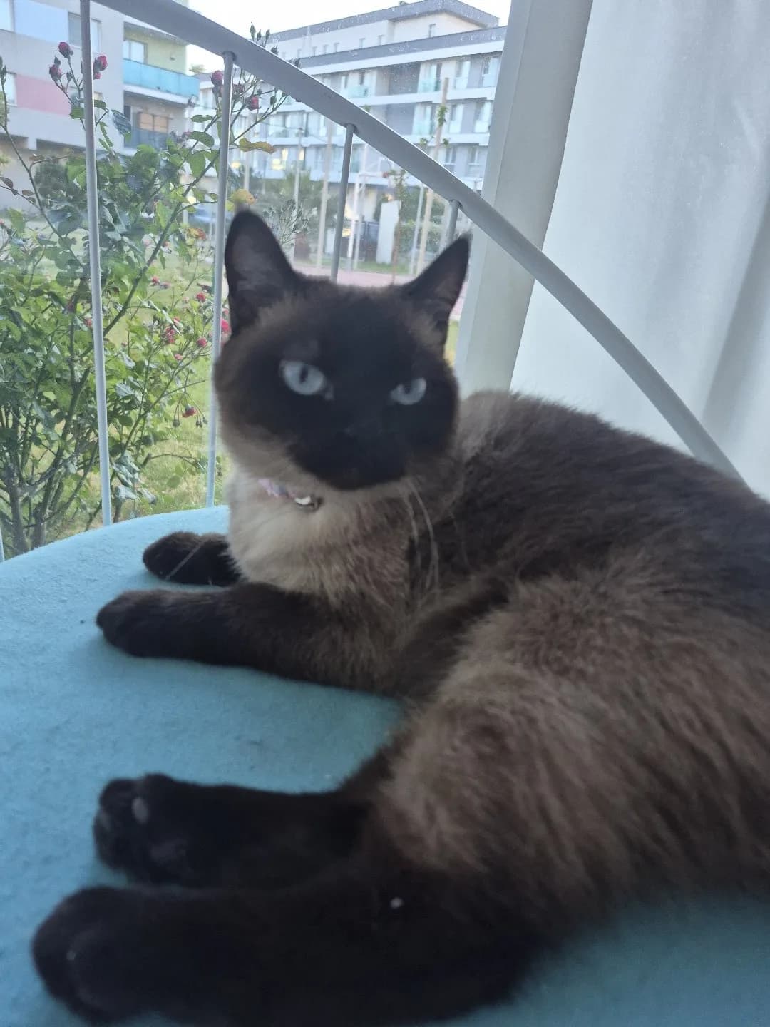 2 yaşında kısır dişi siyam