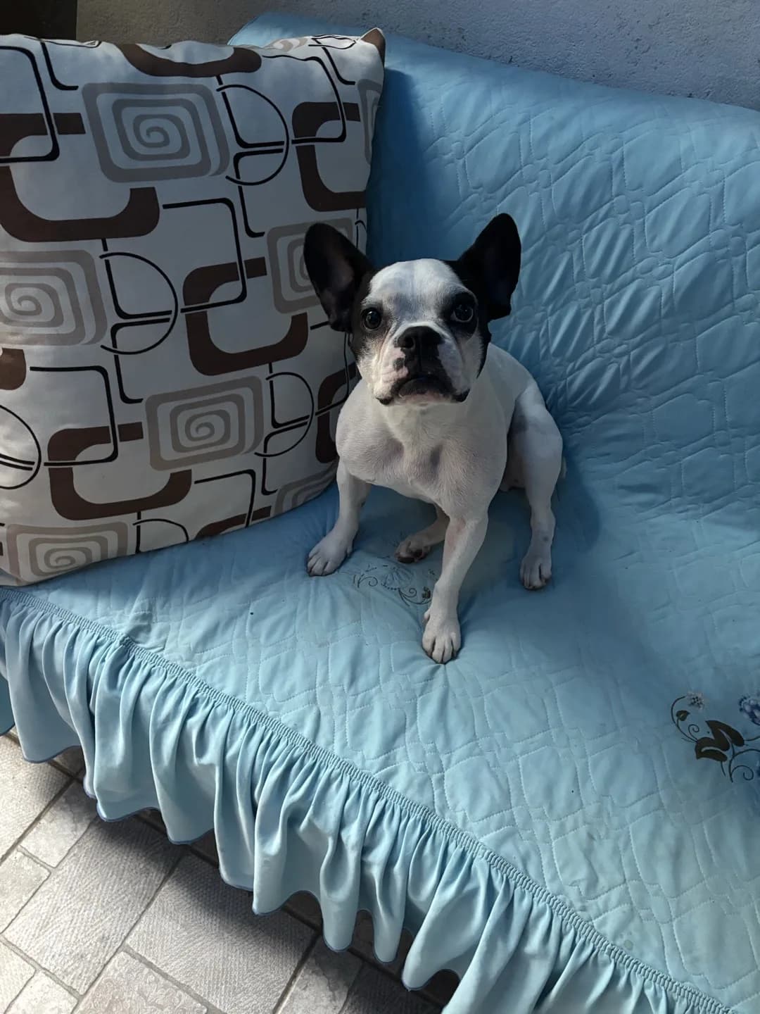EVCİL FRANSIZ BULDOG EV CANLISI