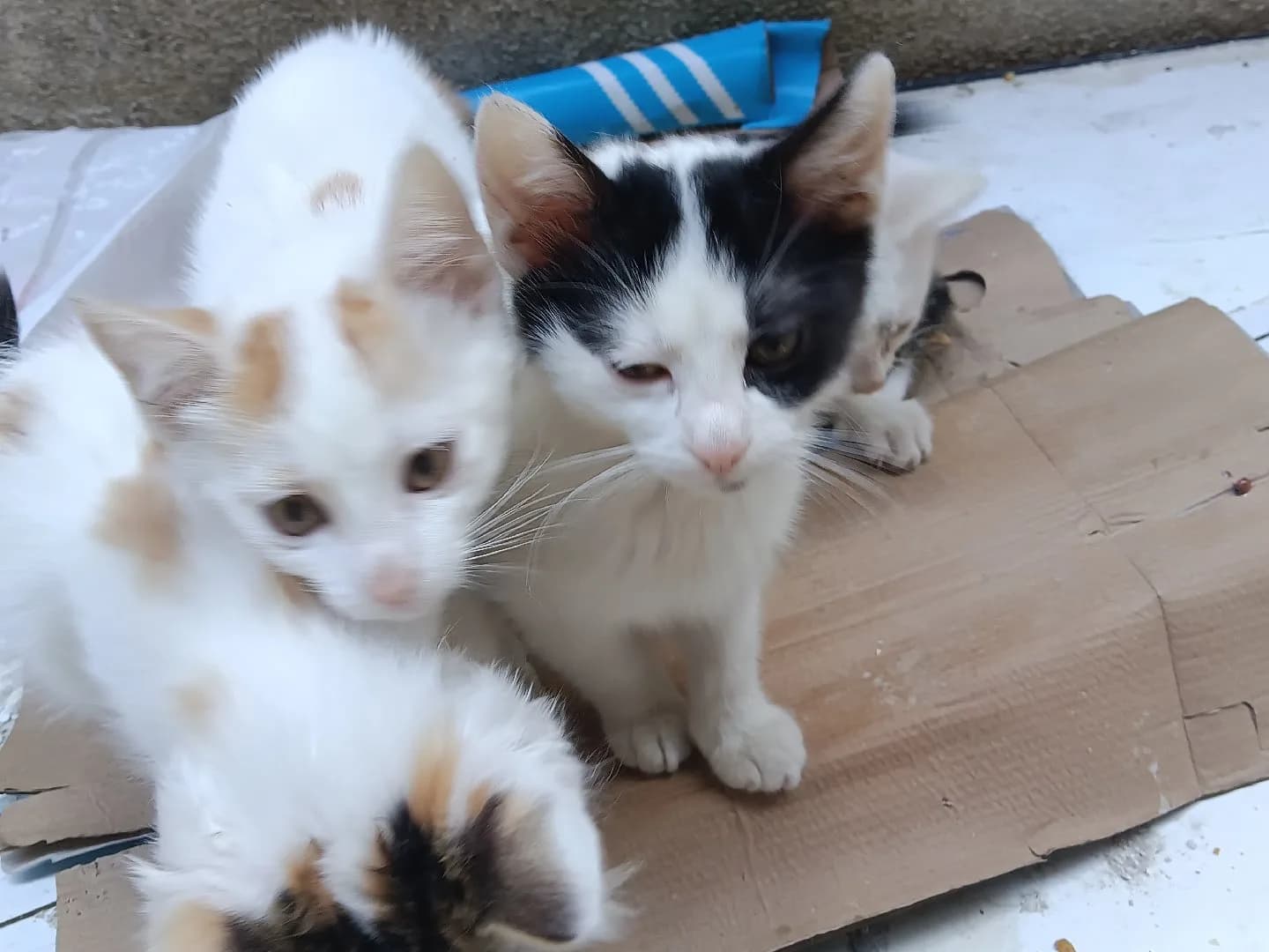 2 yaşında domestic shorthair