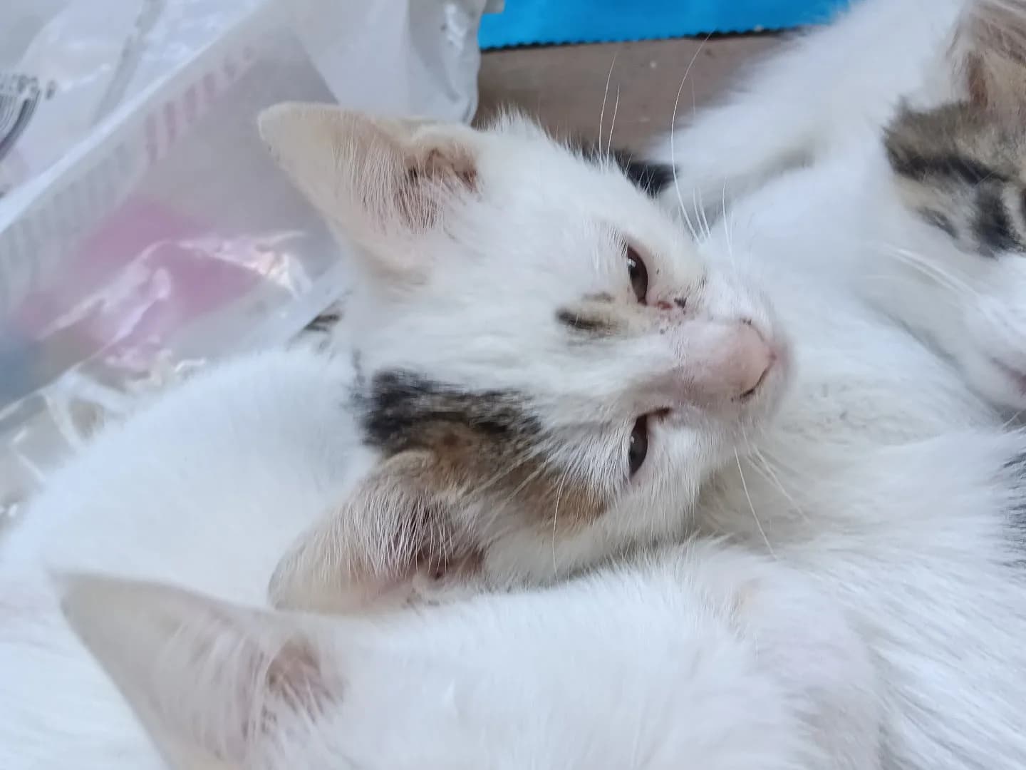 2 Yaşında Ankara kedisi Kedi Sahiplendirme